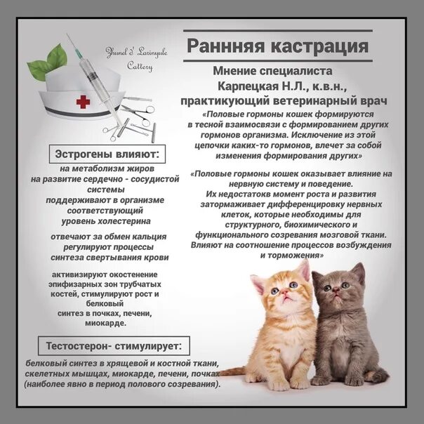 Стерилизация кошек фото. Рекомендации по уходу за котом после кастрации. Когда кастрируют котят в каком