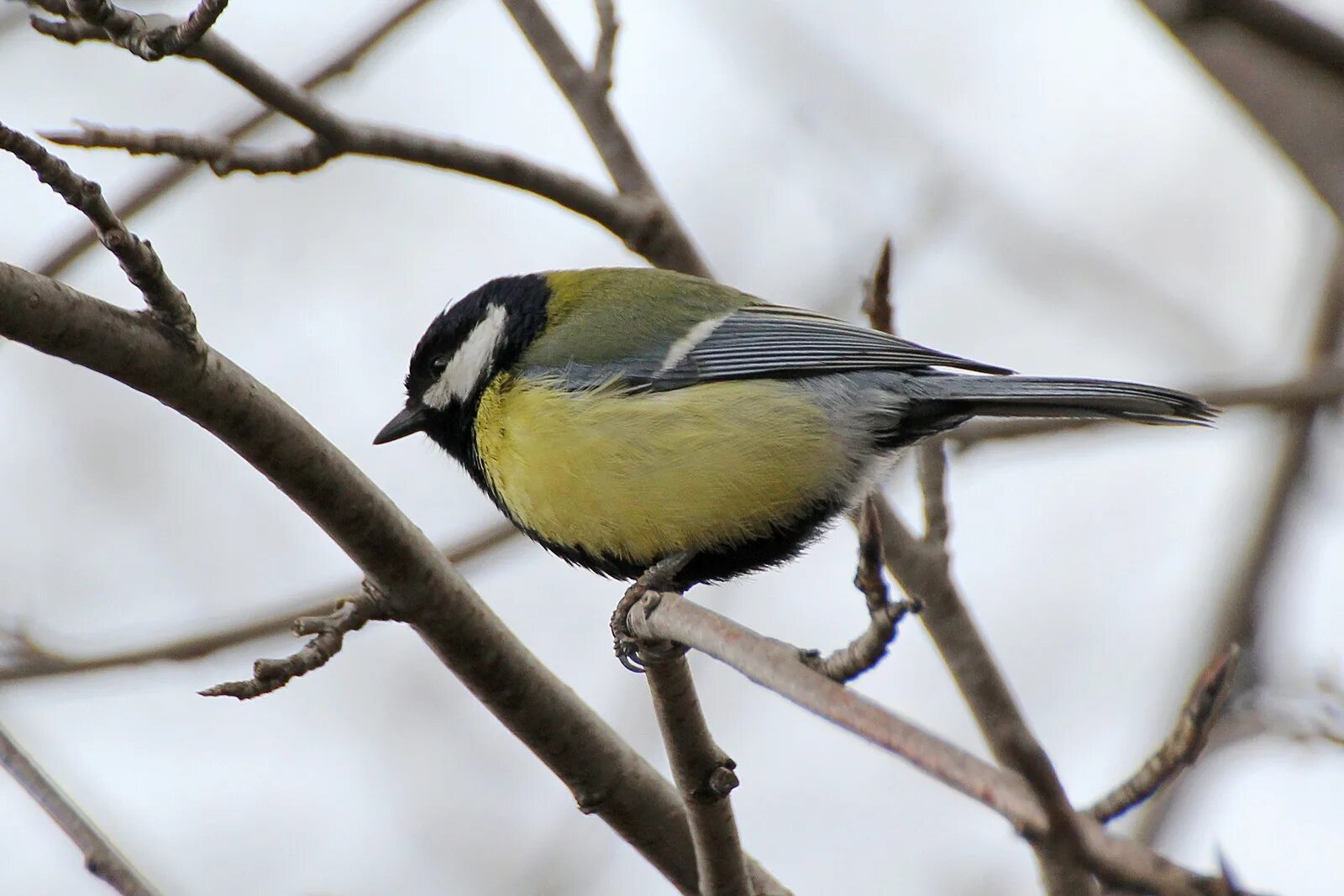 синица весной. птичка синичка. синица лазоревка спина. кормушка "синичка". синичка отзывы.