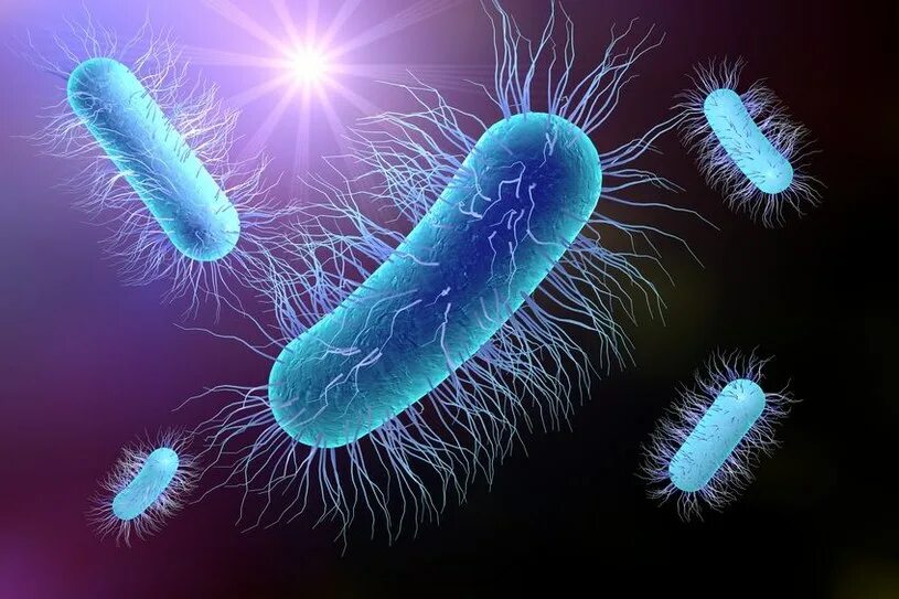 Эшерихиоз сальмонеллез. Бактерия Escherichia coli. Кишечная палочка эшерихиоз. Возбудители кишечных инфекций эшерихии. Эшерихиоз возбудитель.