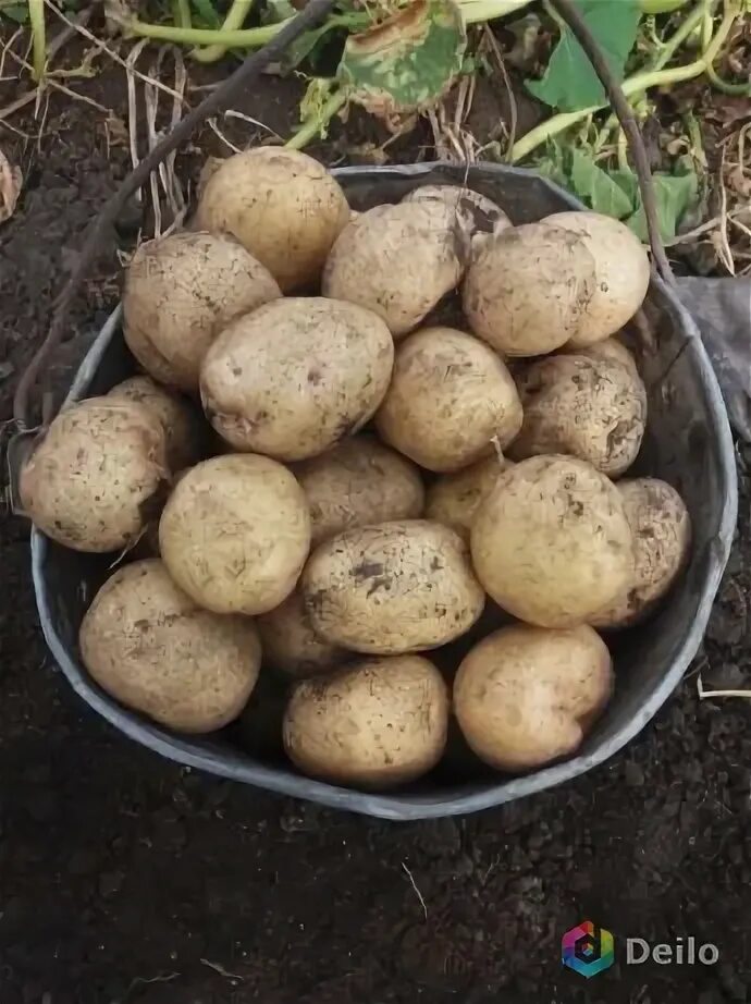 Купим картофель кемеровская область
