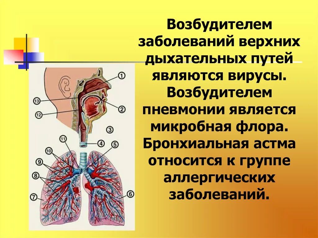 Тест заболевания верхних дыхательных путей. Заболевания верхних дыхательных путей. Симптомы поражения верхних дыхательных путей. Хронические инфекции верхних дыхательных путей. Заболевания верхних и нижних дыхательных путей.
