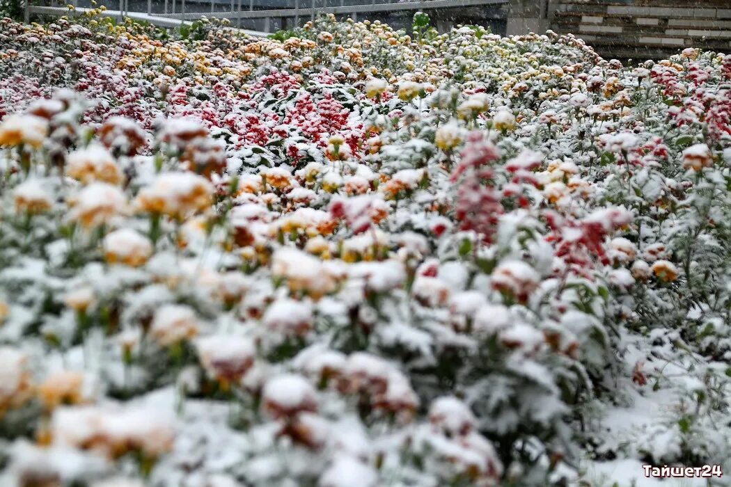 град в подмосковье. народные приметы о снеге. сливки лето прошло метели. зимние приметы для детей. первый снег.