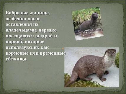 Укажите особенности водных и полуводных млекопитающих
