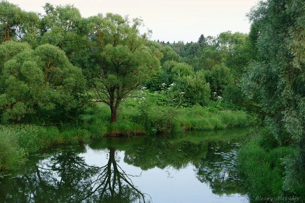 растения и животные реки нара