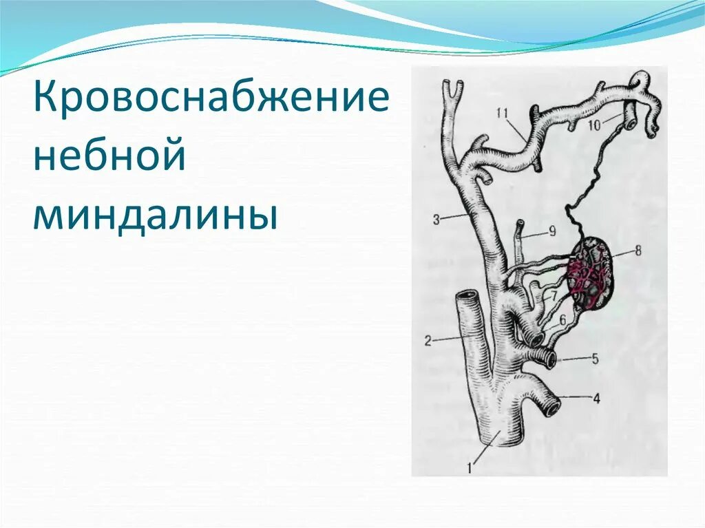 Иннервация миндалин. Иннервация небных миндалин. Кровоснабжение глотки анатомия. Иннервация язычного нерва. Иннервация глотки анатомия.