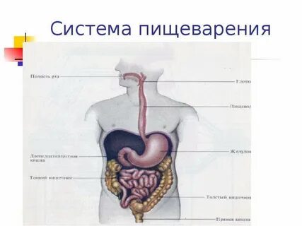 Пищеварительная система исследование