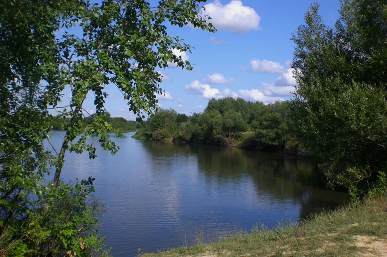 Притоки медведица. Река Медведица Аткарск. Река Медведица Волгоградская область. Лето река Медведица Аткарск. Речка Медведица Аткарск.