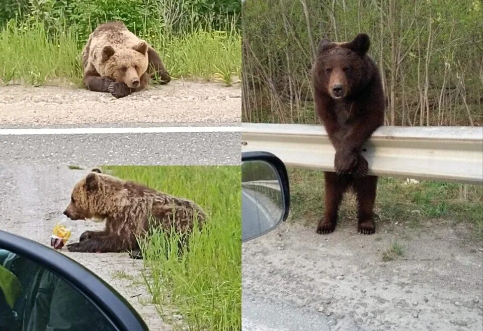 Ухтинский медведь. Медведь фото. Жизнь медведей. Жизнь про медведя