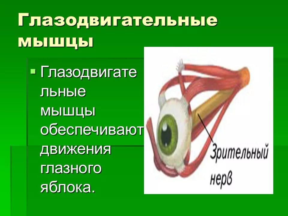 Имеет место крепления глазодвигательных мышц. Глазодвигательные мышцы. Функции глазодвигательных мышц. Поперечнополосатые глазодвигательные мышцы. Движение глазного яблока обеспечивают мышцы.