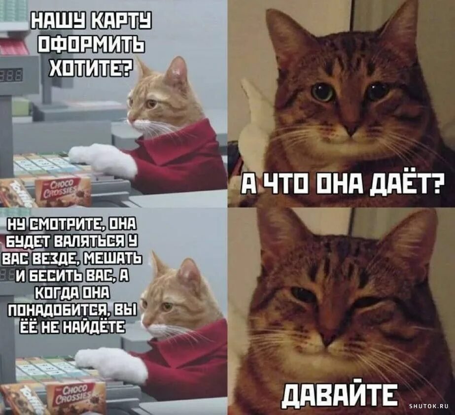 Мем 4 кота. Мемы с котом. котик мем. котики смешные мемы. популярные мемы с котами.