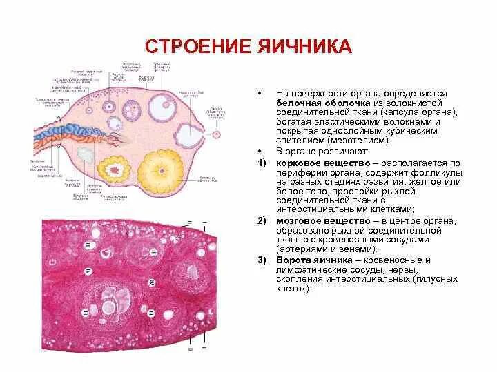 Функционирующий яичник. Наружное строение яичника. Яичник анатомия строение ворота. Яичники строение и функции. Строение яичника белочная оболочка.