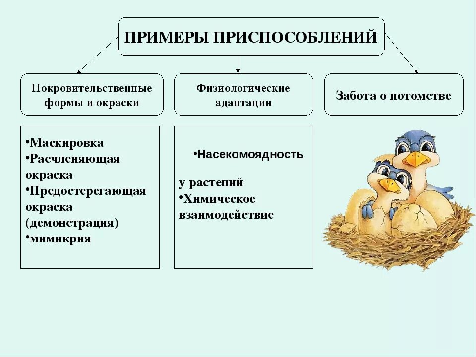 Примеры адаптации в биологии