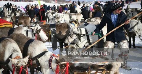 День оленевода салехард 2024 программа