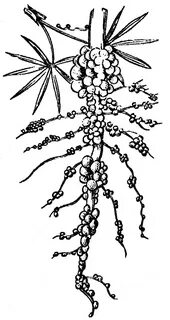 Litrus
