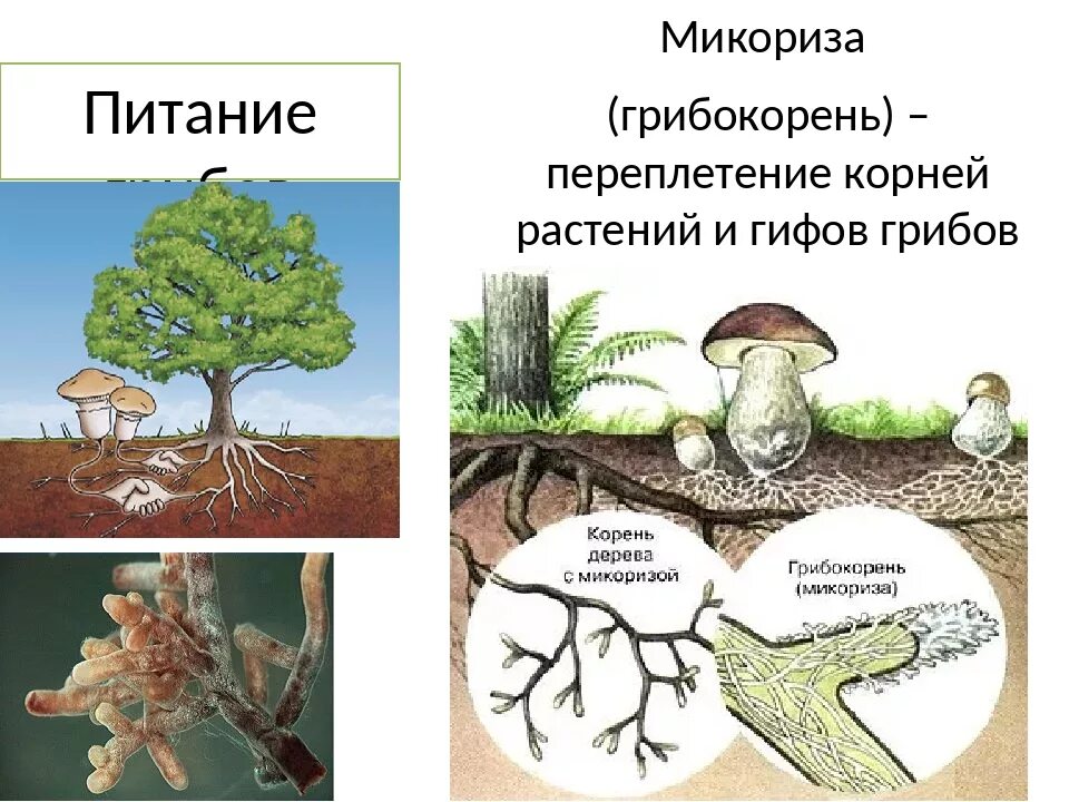 Грибы сапротрофы и паразиты