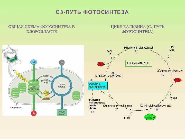 Цикл в хлоропластах. C3-путь фотосинтеза (цикл Кальвина).. Темновая фаза фотосинтеза с4 путь. Темновая фаза фотосинтеза цикл Кальвина с-3 путь. С2 путь фотосинтеза цикл Кальвина.