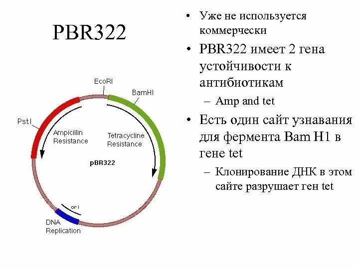 Ген резистентности. Плазмида pbr322. Схема строения плазмиды pbr322. Плазмида pbr322 инсулин. Вектор на плазмида pbr322.