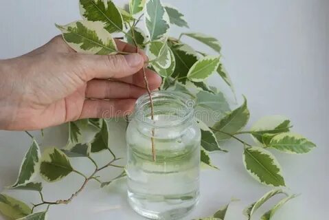Как укоренить черенки бенджамина