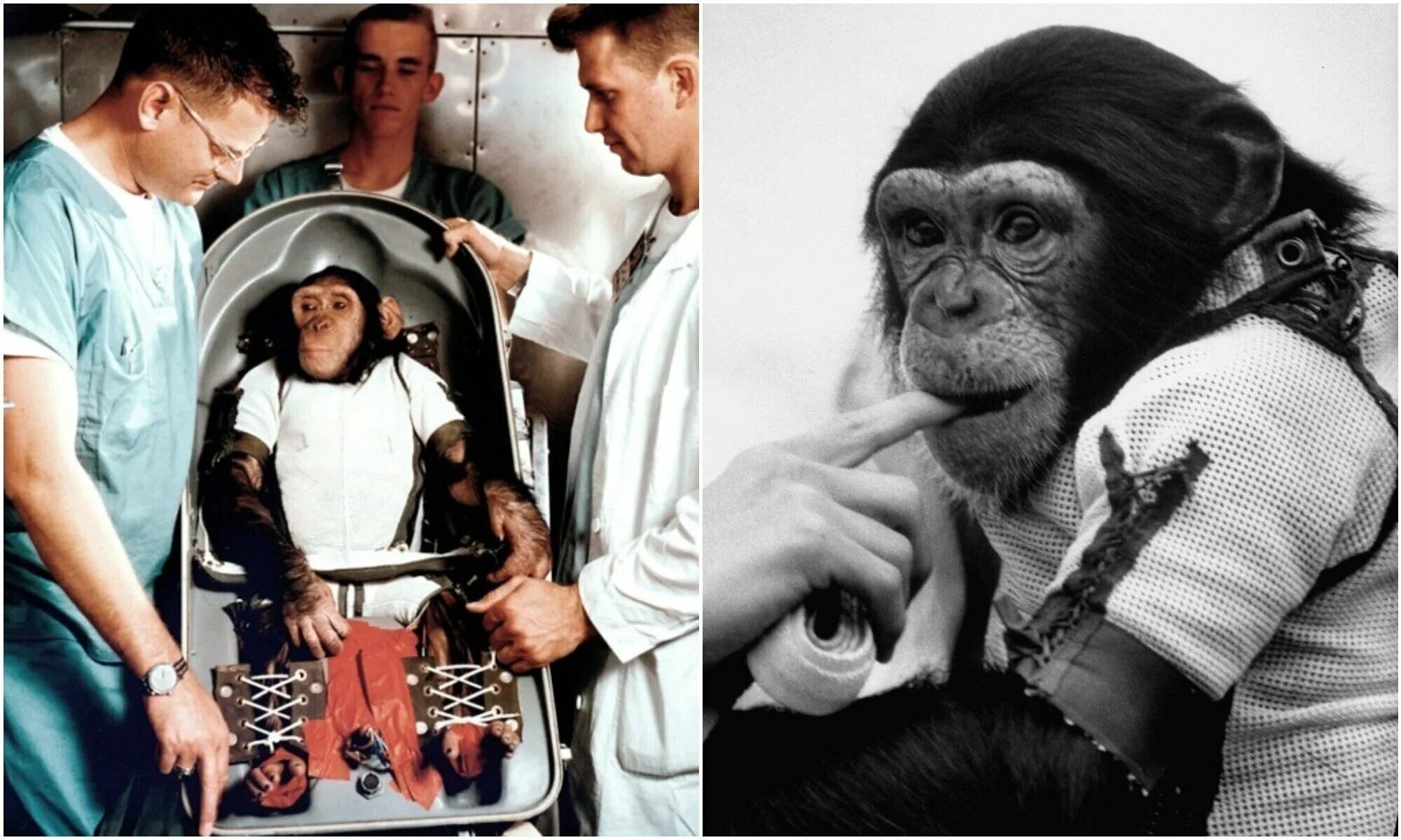 Первая обезьяна полетевшая в космос. Хэм обезьяна космонавт. 31 Января 1961: шимпанзе Хэм. Шимпанзе Хэм космонавт.