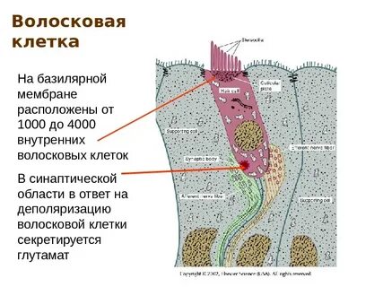 Колебания волосковых клеток