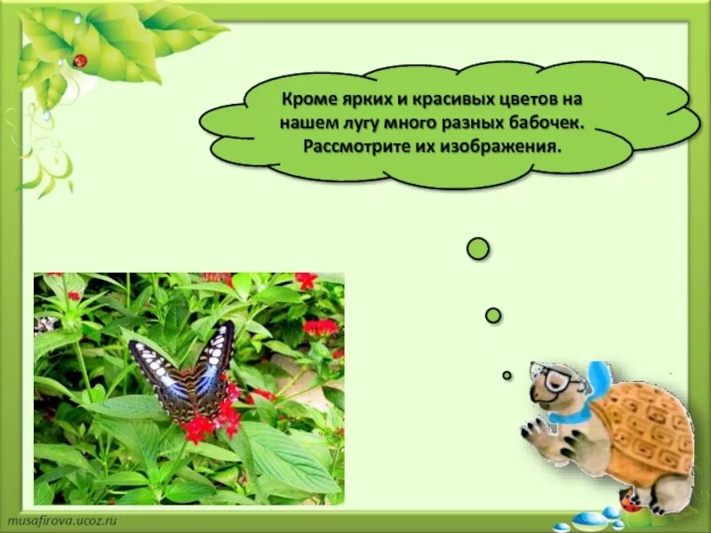 Почему нельзя рвать цветы и ловить бабочек. Взаимосвязь цветов и бабочек. нельзя ловить бабочек. окружающий мир 1 класс цветы и бабочки.