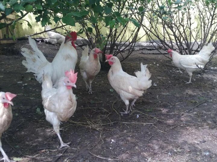 Куры 4 месяца. Куры 5 месяцев. Куры 5 месяцев. Куры 5 месяцев фото. Петух породы билефельдер.