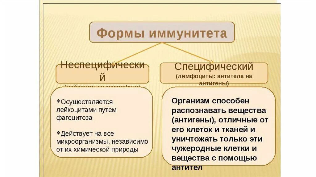 Иммунитет презентация. Иммунитет человека 8 класс. Виды иммунитета презентация. Иммунитет конспект.