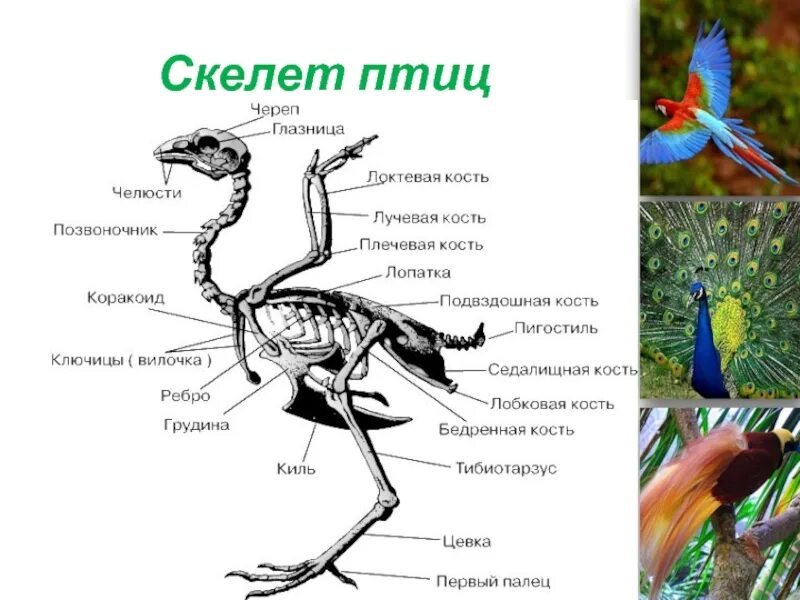 Скелет птиц приспособлен у птиц кости. Скелет птицы биология 7 класс. скелет птицы рис 151. строение скелета птицы. строение кости скелета птицы.