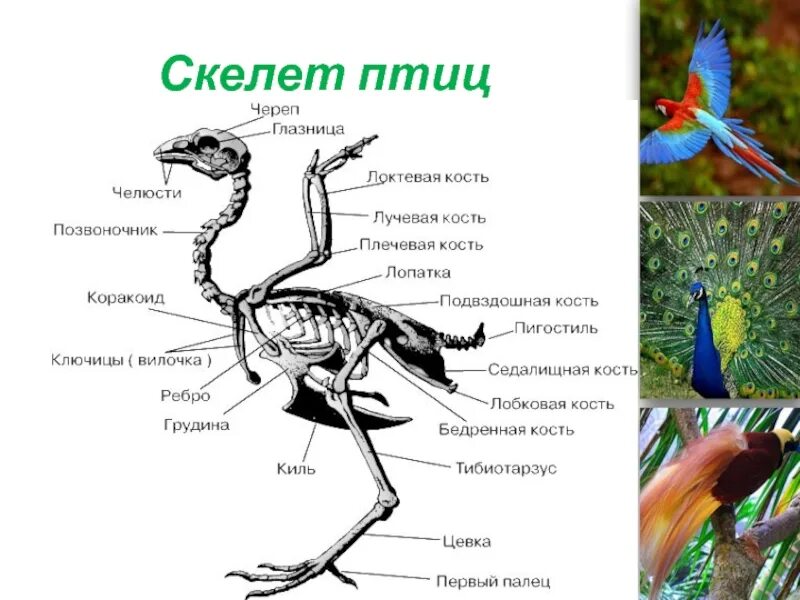 Костные птицы примеры. Скелет птицы биология 7 класс. Скелет птицы рис 151. Строение скелета птицы. Строение кости скелета птицы.