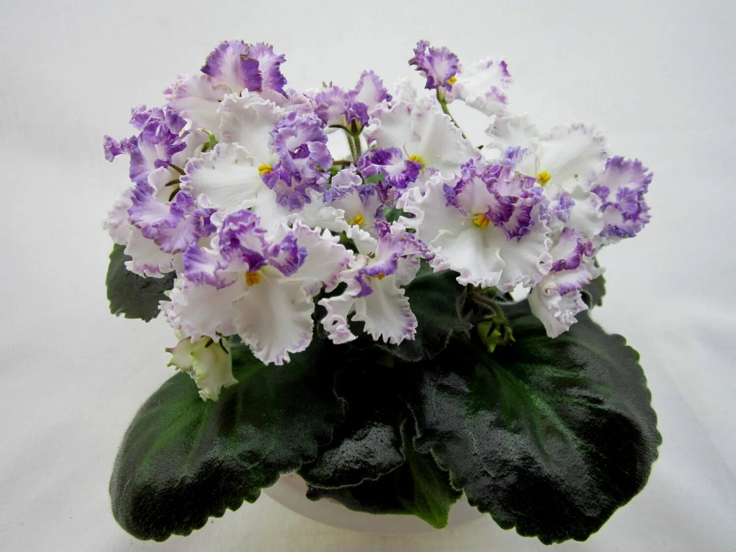 сон фиалка. фиалка золушкин сон спорт. фиалка ле золушкин сон. сон фиалка. фиалка золушкин солонч.