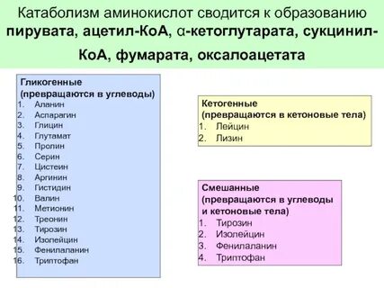 Гликогенные аминокислоты это