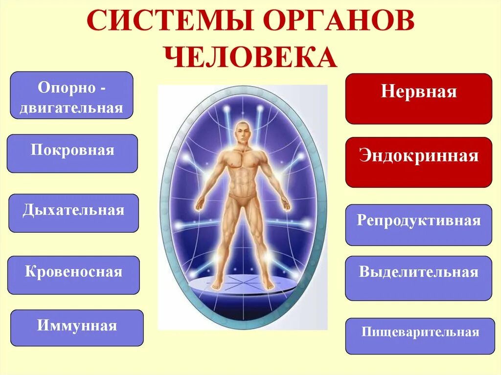 Высшие органы человека