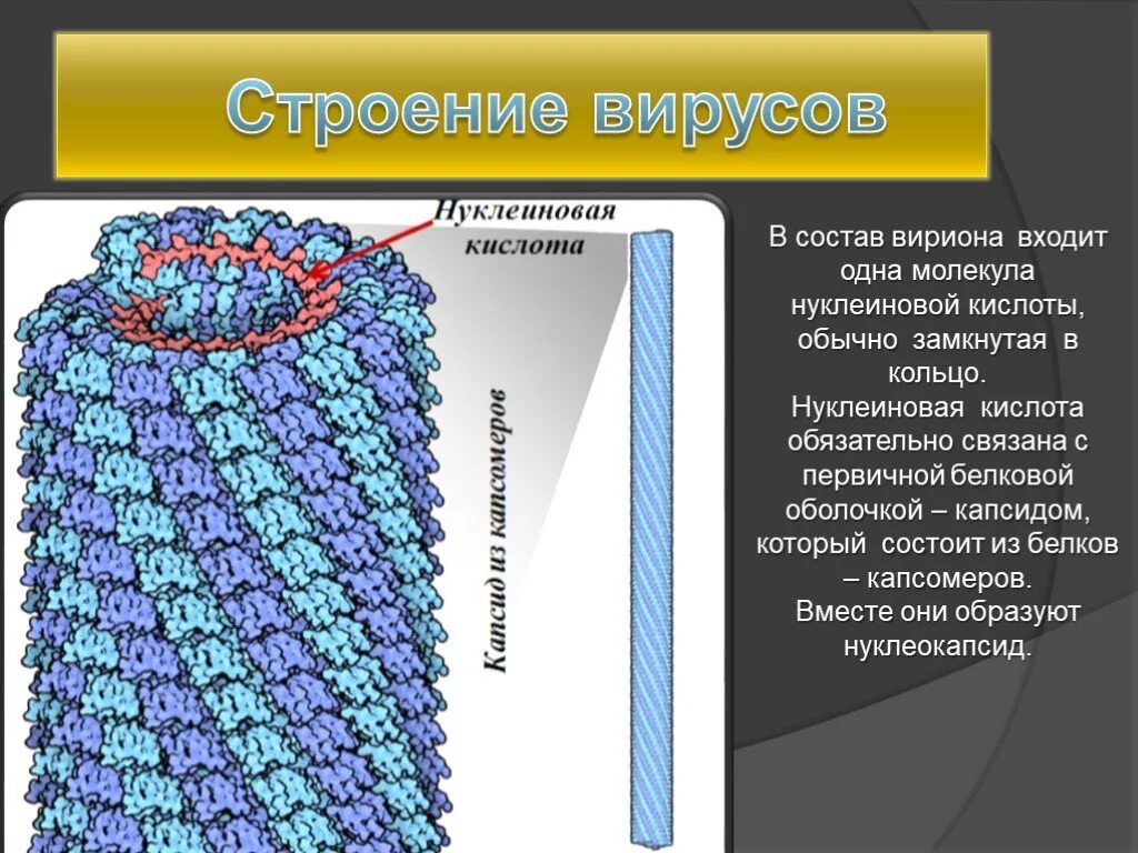 В состав вирусов входит. Строение нуклеиновых кислот вирусов. Строение вириона нуклеиновая кислота. Структура входящая в состав вируса.