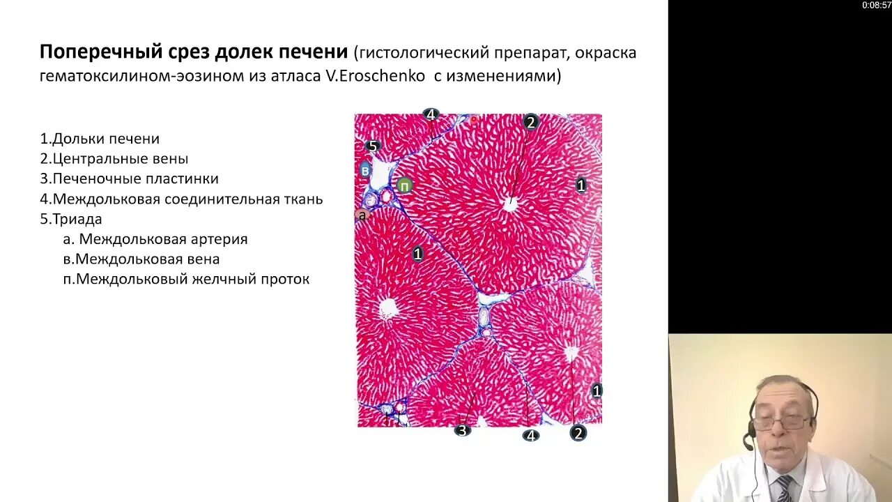 В клетках печени происходит. Триада печени гистология. Клетки печени гистология. Клетки печени гистология препарат. Гликоген в клетках печени гистология.