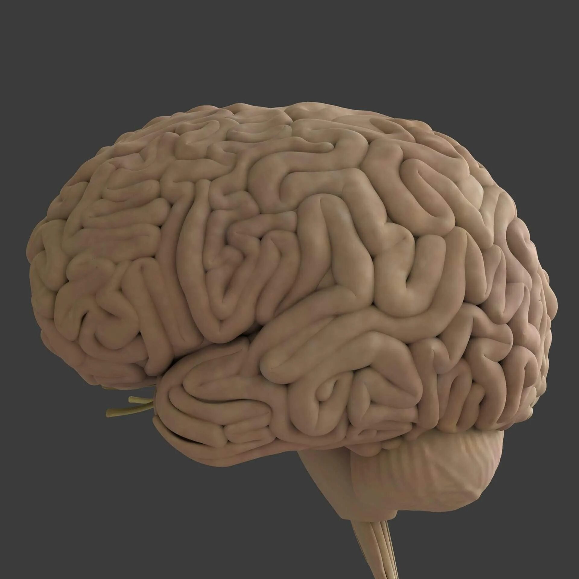Brain model. Модель мозга. Нервная система человека 3д модель.
