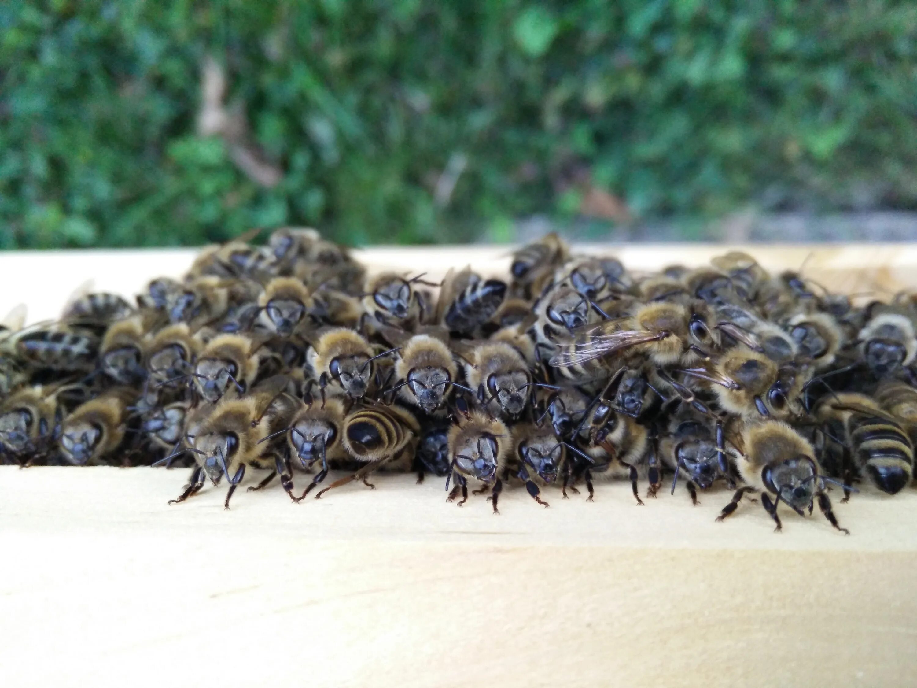Домашние насекомые пчелы. Земляные пчелы. Самые редкие пчелы. Самые распространенные болезни пчел.. В Краснокамском районе почём стоят рои пчёлы.