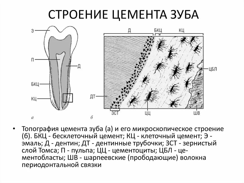 Гистологическое строение эмали дентина цемента. Гистологическое строение эмали дентина и цемента зуба. Строение дентина зуба гистология. Строение цемента зуба гистология.