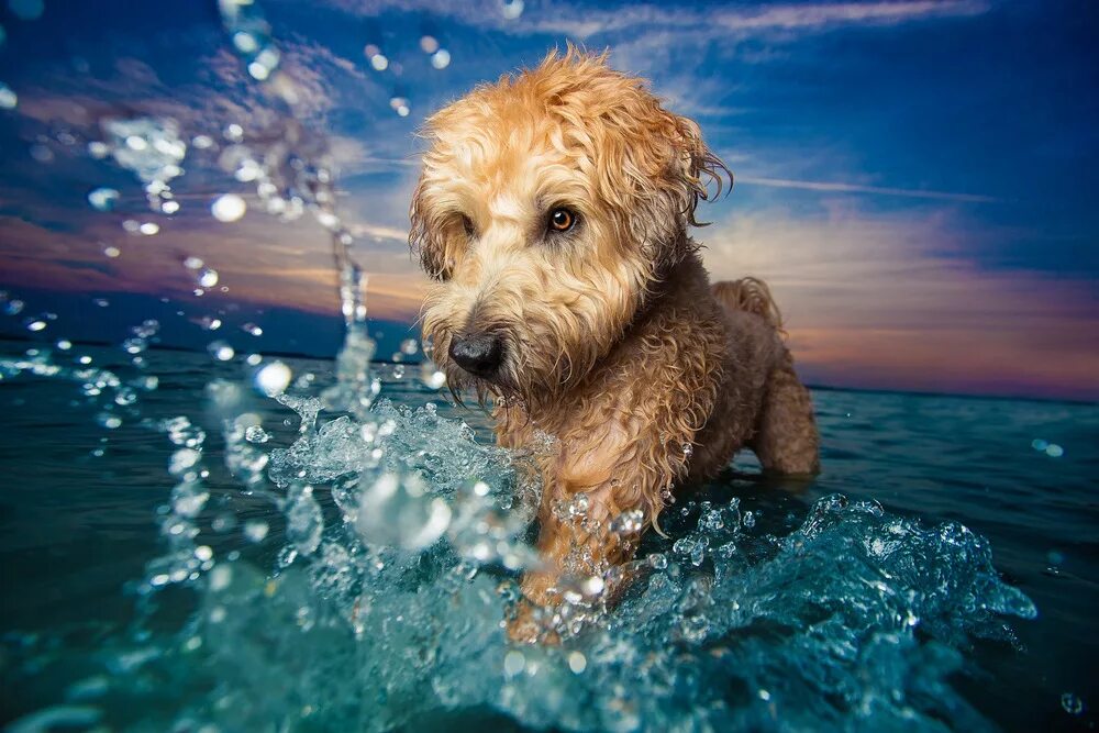 Популярные картинки. Собака купается в море. Фото собак. Фотоконкурс собак.