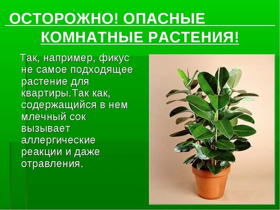 Домашние цветы опасные для людей. Фикус каучуконосный ядовитый ?. Молочай каучуконосный. Фикус каучуконосный вариегатный. Фикус Бенджамина ядовитое растение.