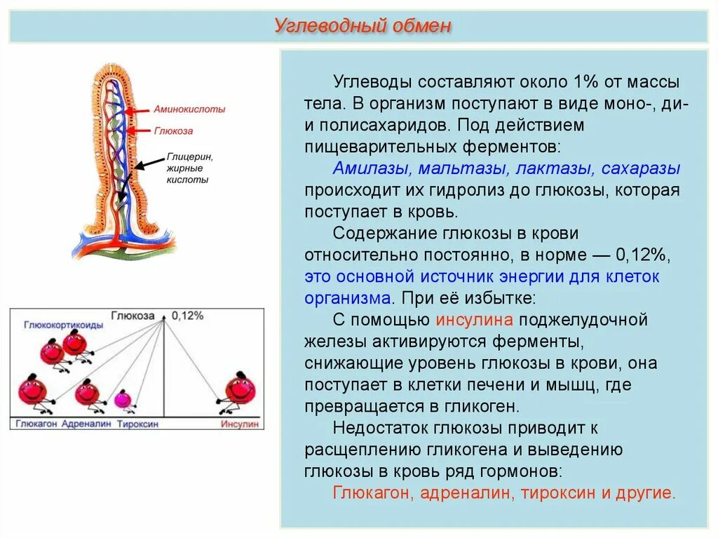 Глюкагон гормон. Углеводная зависимость. Ферменты тироксин глюкагон. Тироксин углеводный обмен. Адреналин и инсулин характеристики