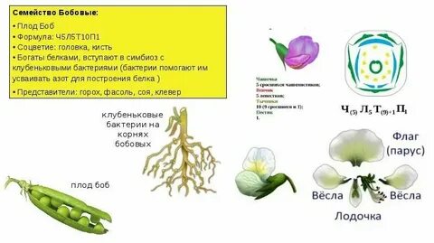 Растения имеющие боб