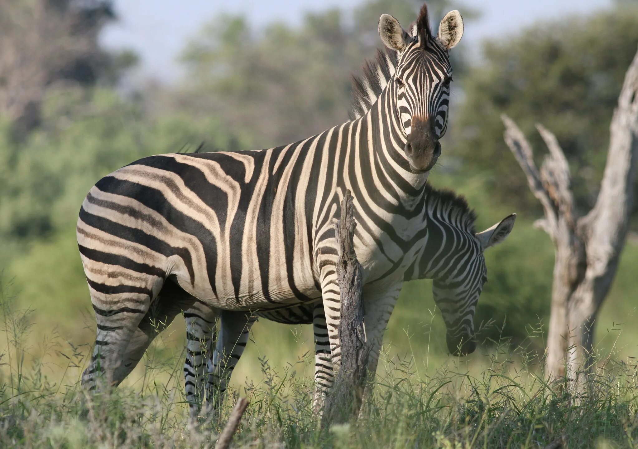 Бурчеллова Зебра. Горная Зебра (Equus Zebra). Бурче́ллова Зе́бра. Бурчеллова Зебра квагга. Зебра живет в африке