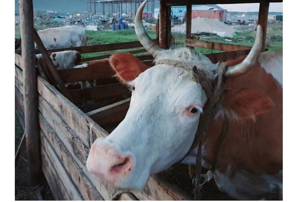 Молока якутия. СХПК Амма. Фермеры Якутии. Субсидии на молоко Якутия фото.