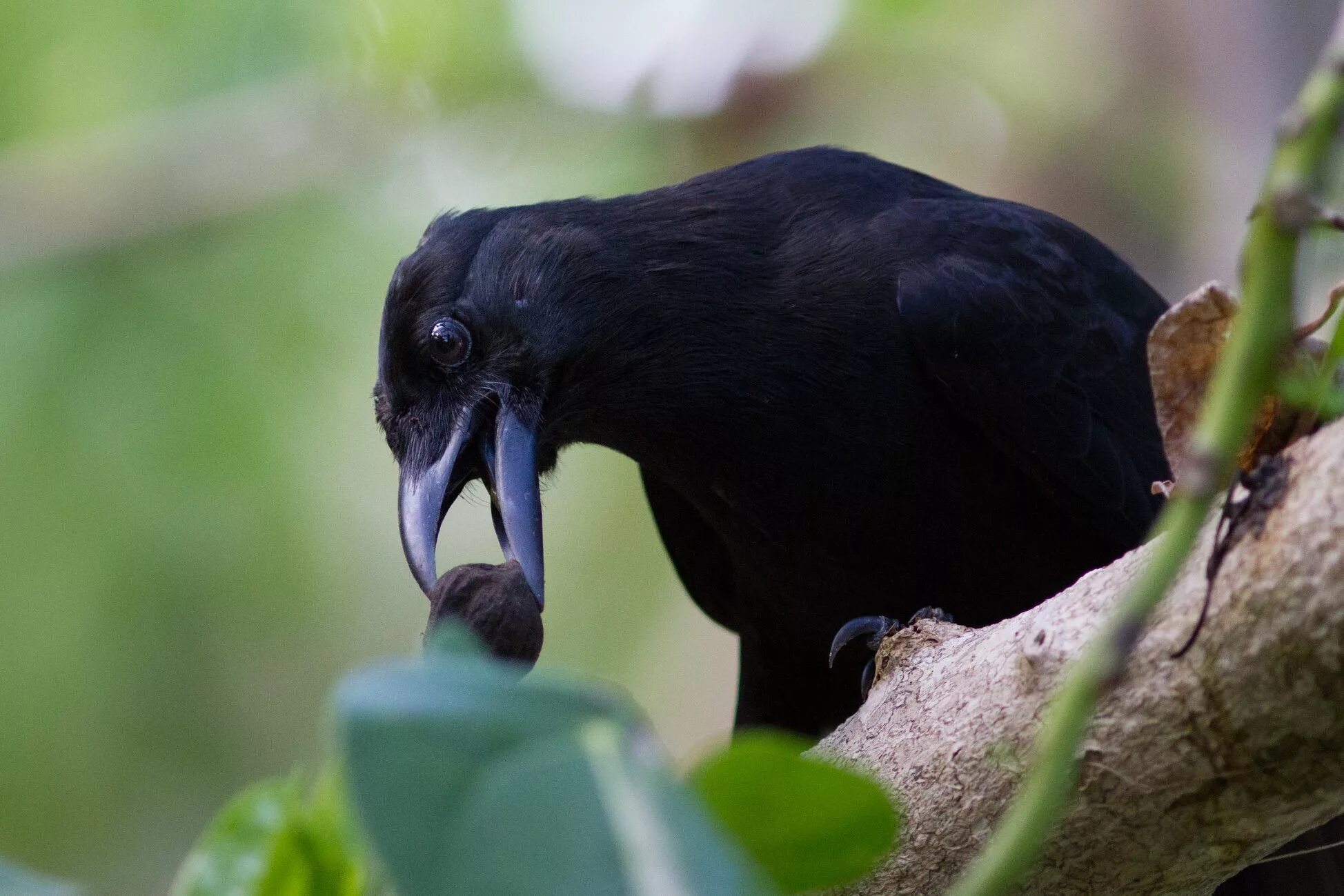 Гадюка ворон. Гуамский ворон. Corvus kubaryi. Бангайская ворона. Тропические вороны.