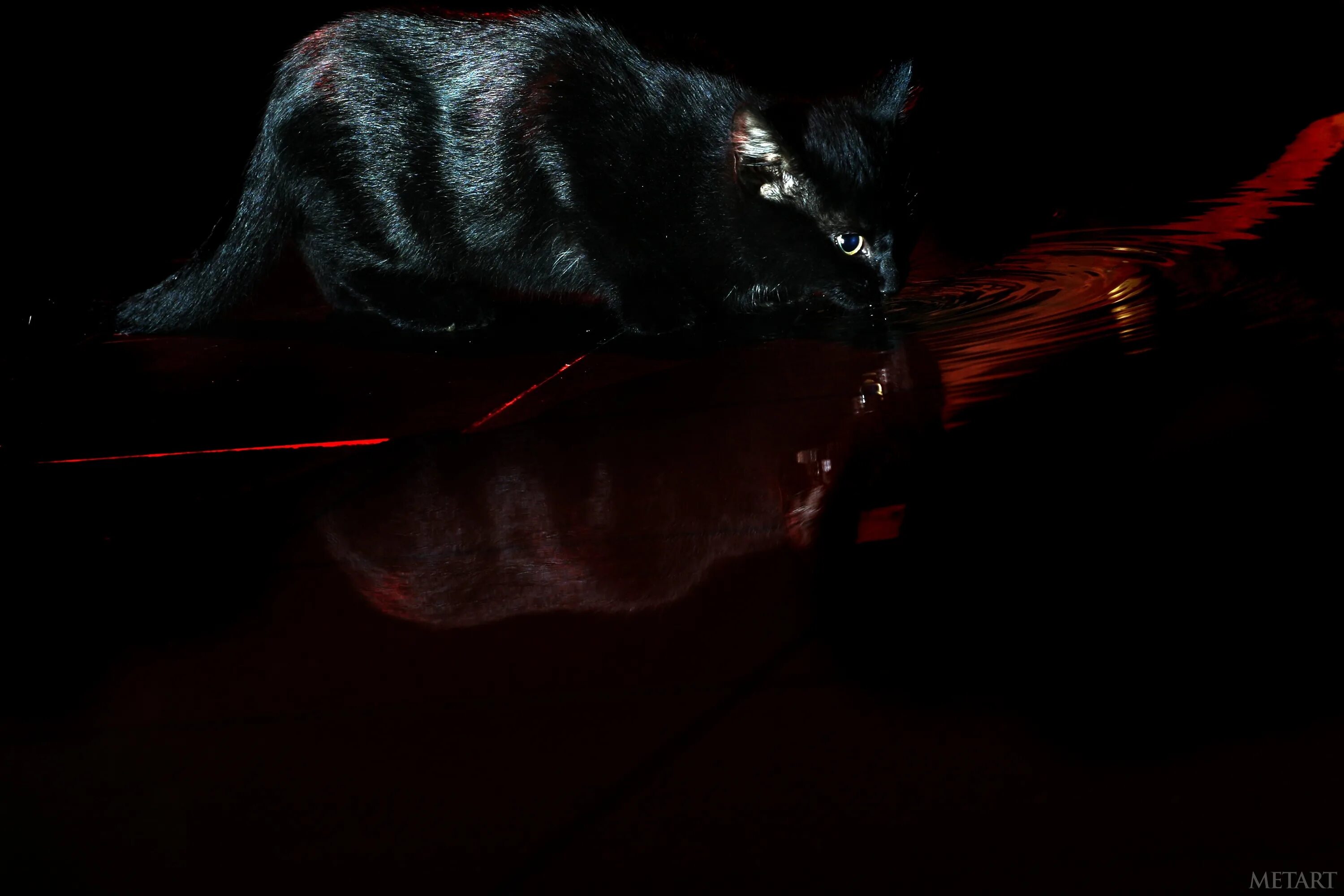 Страшный кот в темноте. Чёрный кот с красными глазами. Кот демон. Чёрная кошка с красными глазами. Черная кошка играть