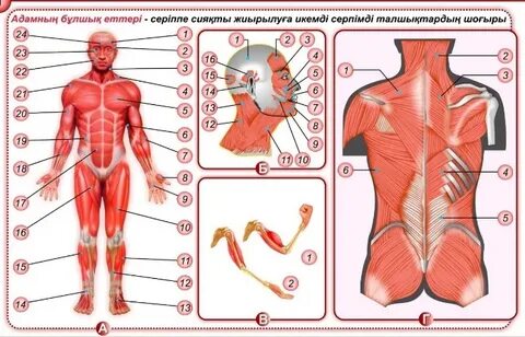Еркектері бар жалаңаш жігіттер видео