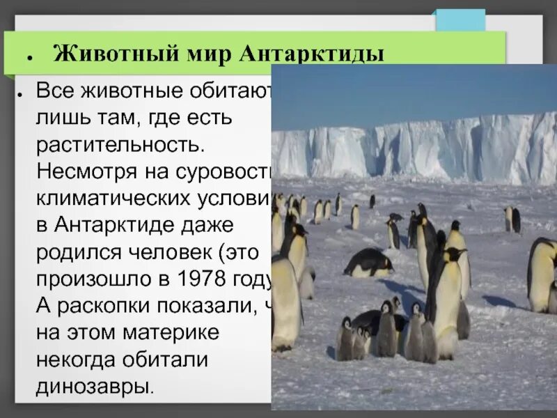 Органический мир материка антарктиды. Органический мир материка антарктиды