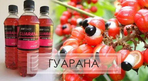 Гуарана курск