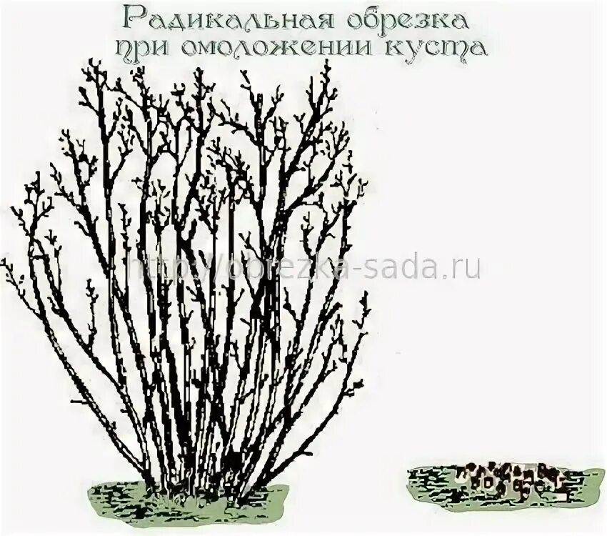 Как обрезать черноплодную рябину
