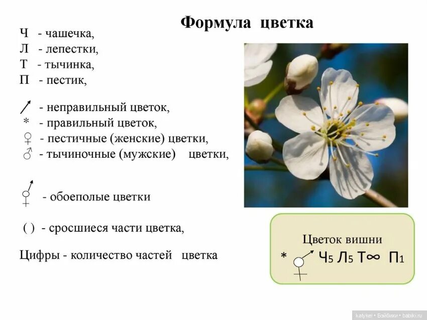 Цветок определение 6 класс. Чашелистики в формуле цветка. формула цветка яблони. формула цветка яблони биология 6 класс. формула цветка околоцветник.